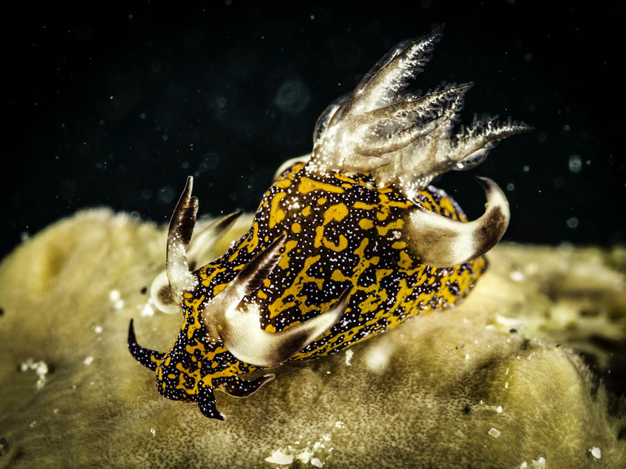 Trapania miltabrancha